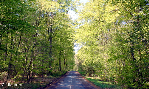 Straße nach Hundested durch ein Waldgebiet